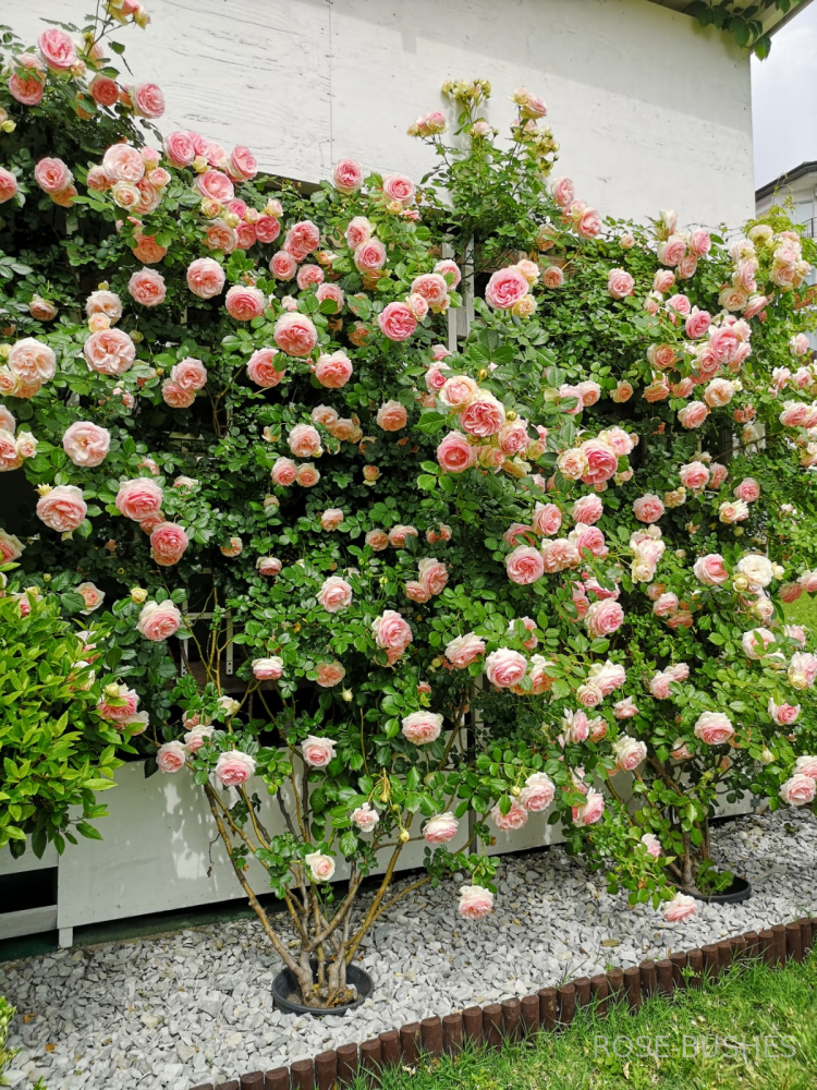 ���� �� ������. Pierre de Ronsard (����. ������.)